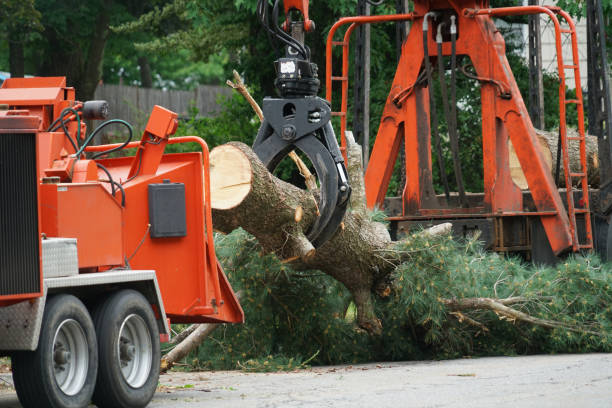 How Our Tree Care Process Works  in  Baiting Hollow, NY